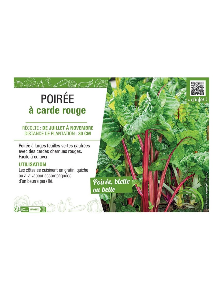 POIRÉE À CARDE ROUGE