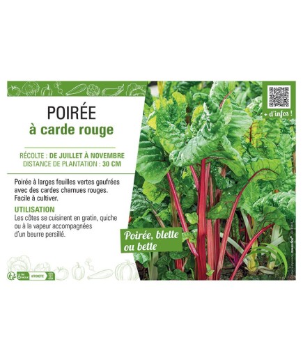 POIRÉE À CARDE ROUGE