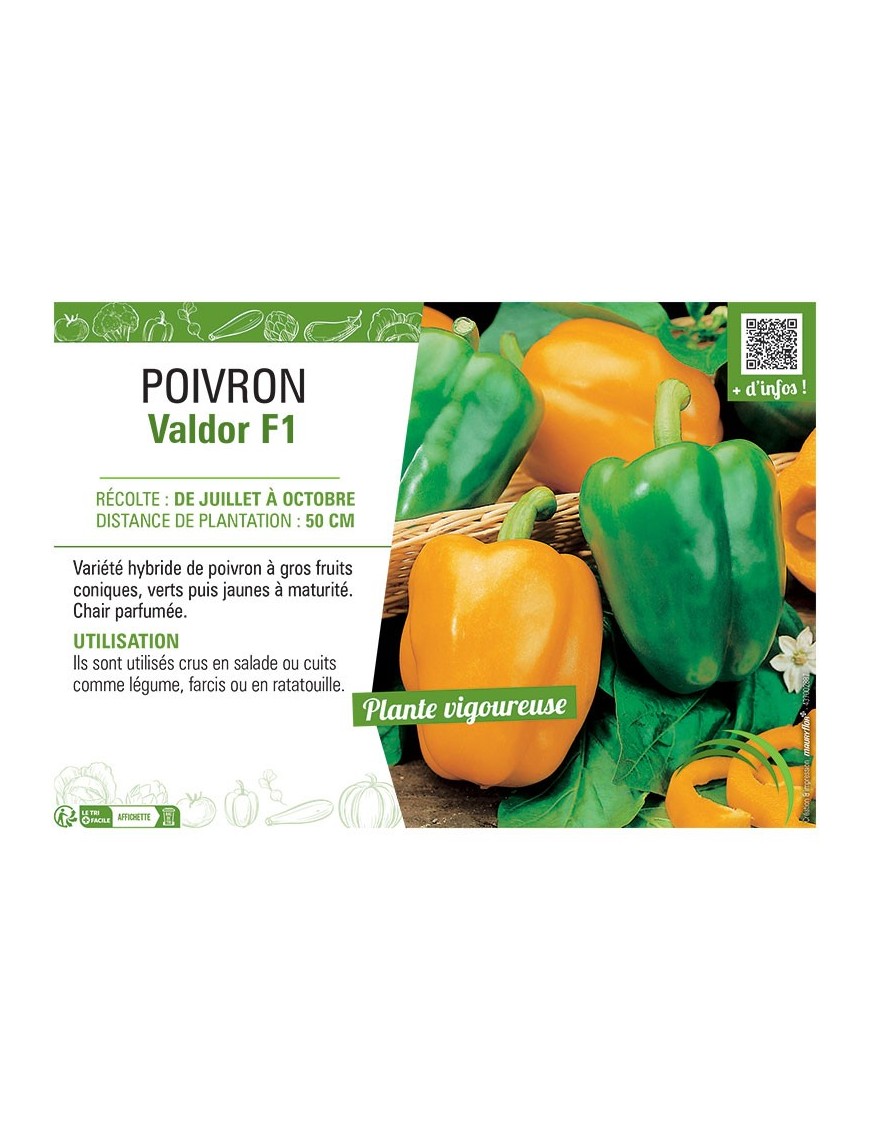 POIVRON VALDOR F1