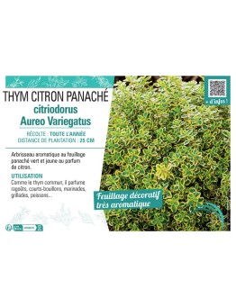 THYM CITRIODORUS AUREO VARIEGATUS