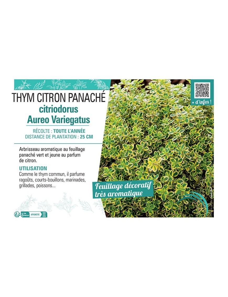 THYM CITRIODORUS AUREO VARIEGATUS