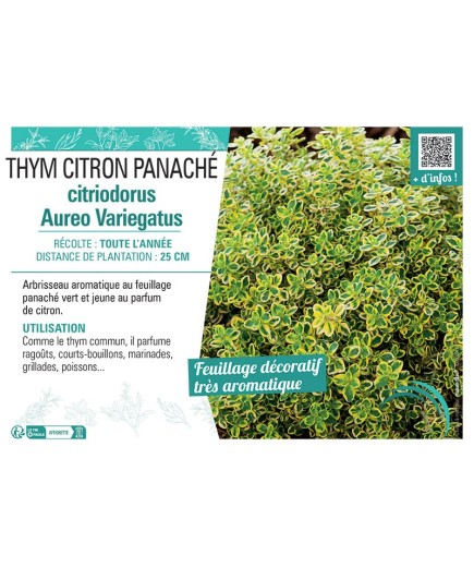 THYM CITRIODORUS AUREO VARIEGATUS