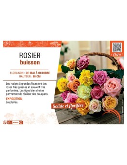 ROSIER BUISSON