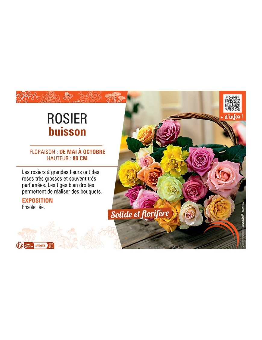 ROSIER BUISSON