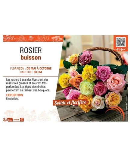 ROSIER BUISSON