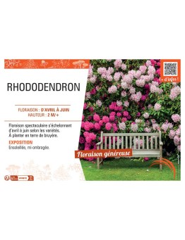 RHODODENDRON