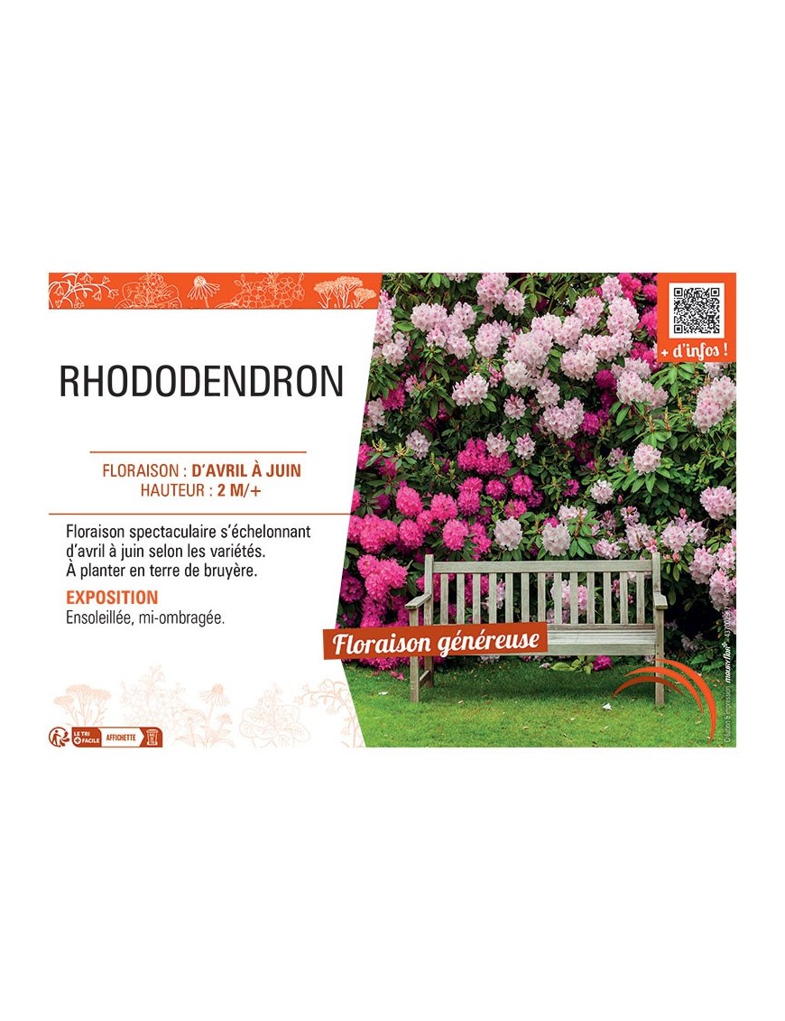 RHODODENDRON