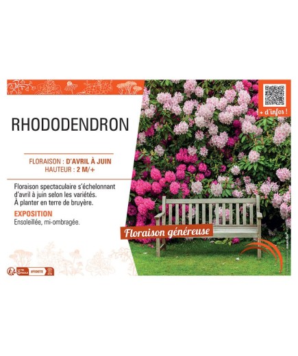 RHODODENDRON