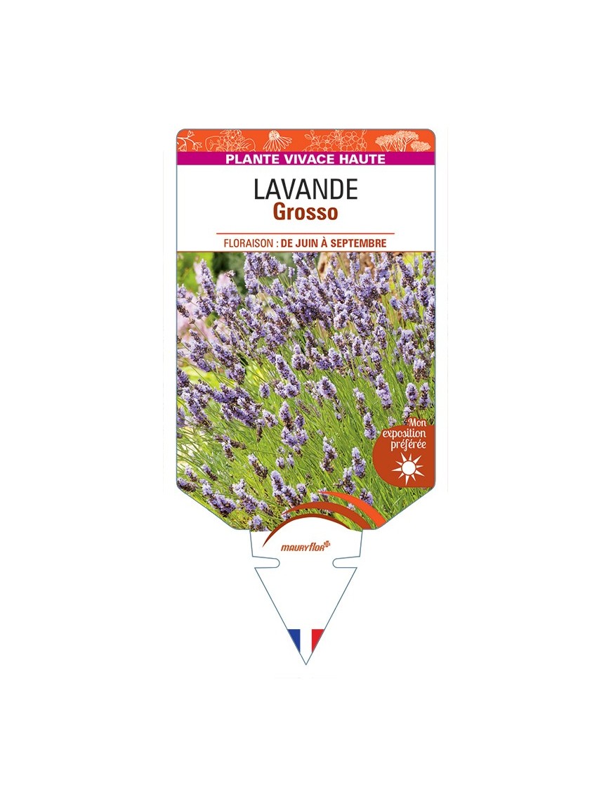 LAVANDULA (x intermedia) Grosso