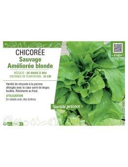 CHICORÉE SAUVAGE AMÉLIORÉE BLONDE