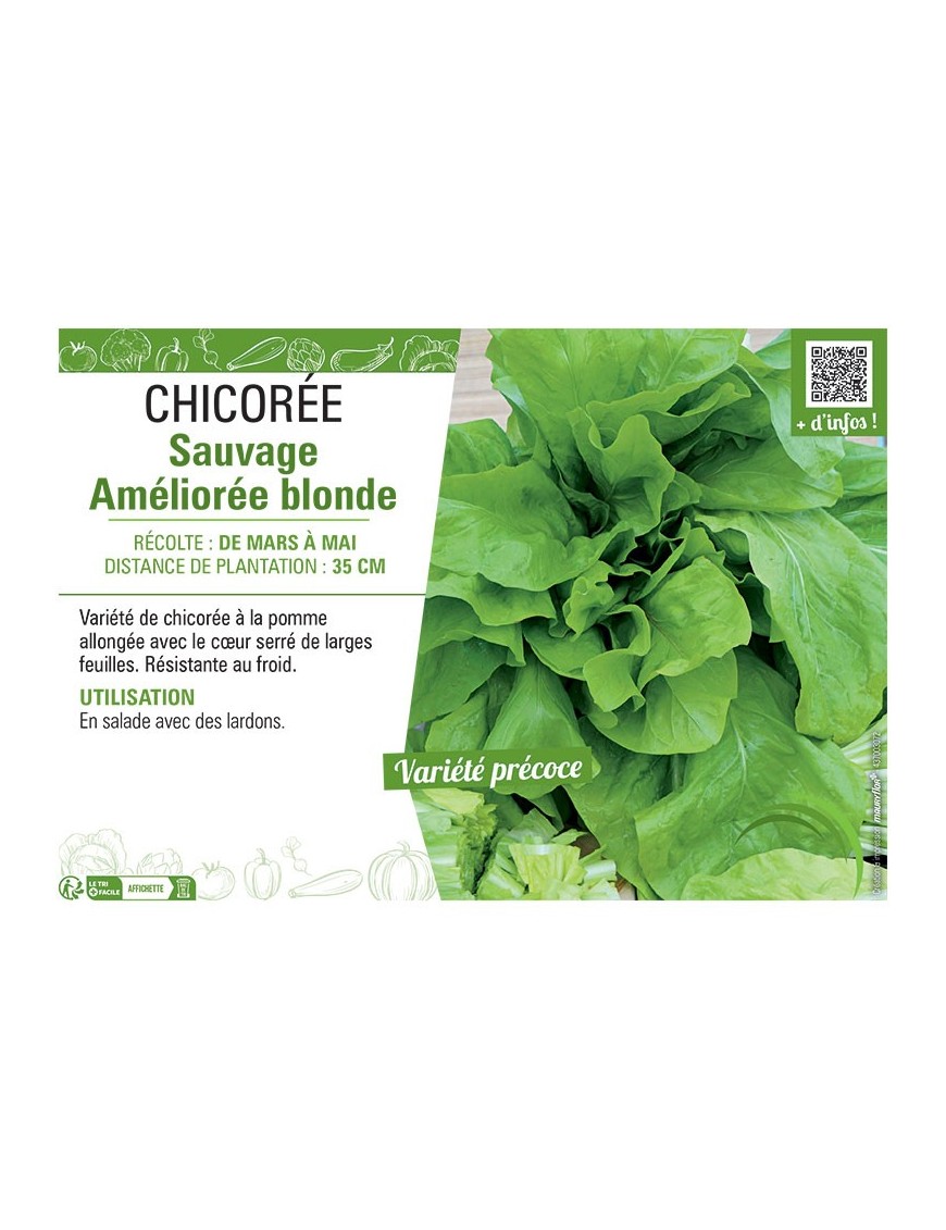 CHICORÉE SAUVAGE AMÉLIORÉE BLONDE