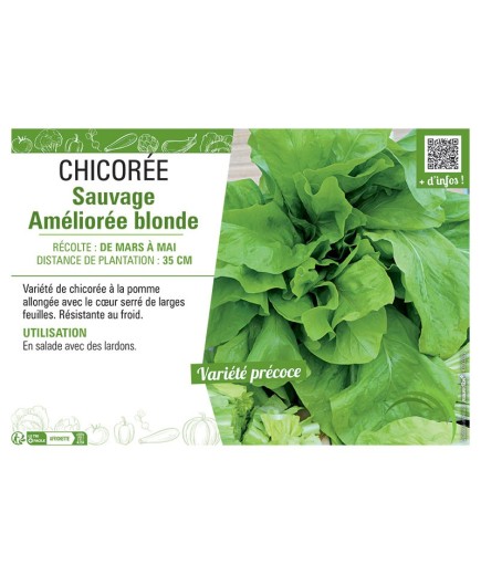 CHICORÉE SAUVAGE AMÉLIORÉE BLONDE