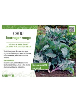 CHOU FOURRAGER ROUGE