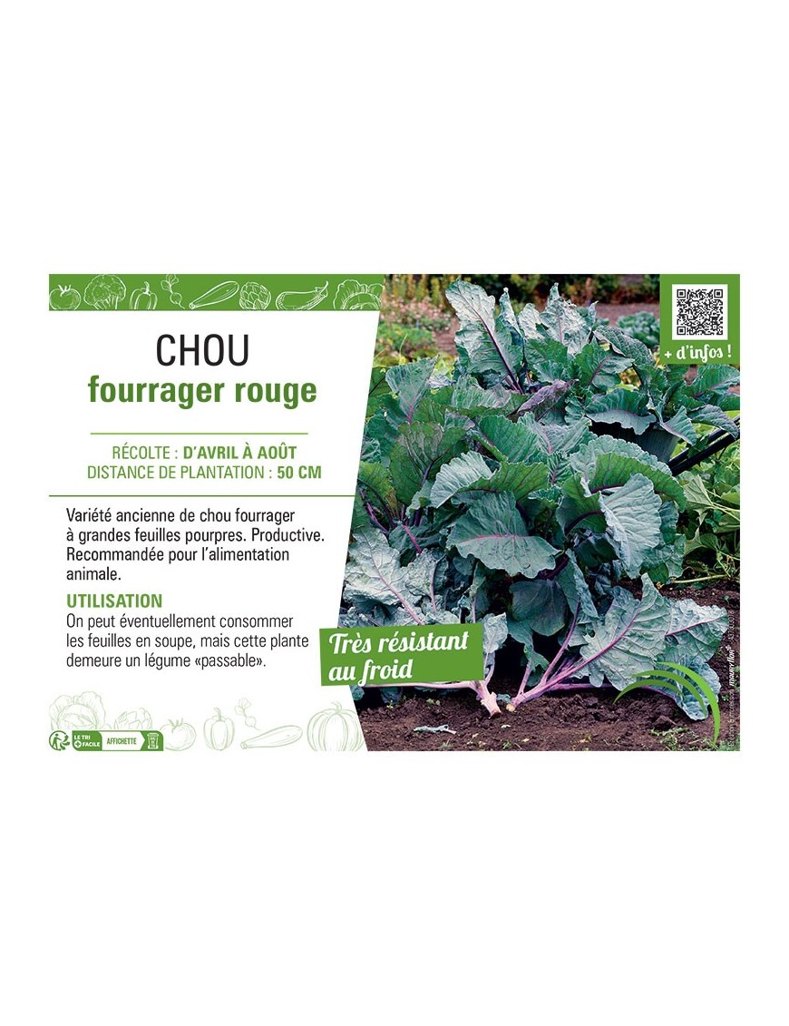 CHOU FOURRAGER ROUGE