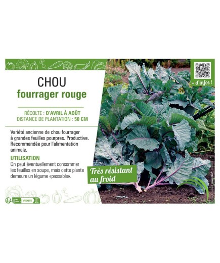 CHOU FOURRAGER ROUGE