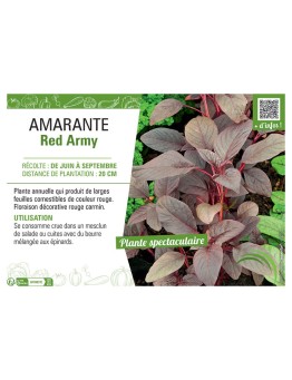 AMARANTE RED ARMY