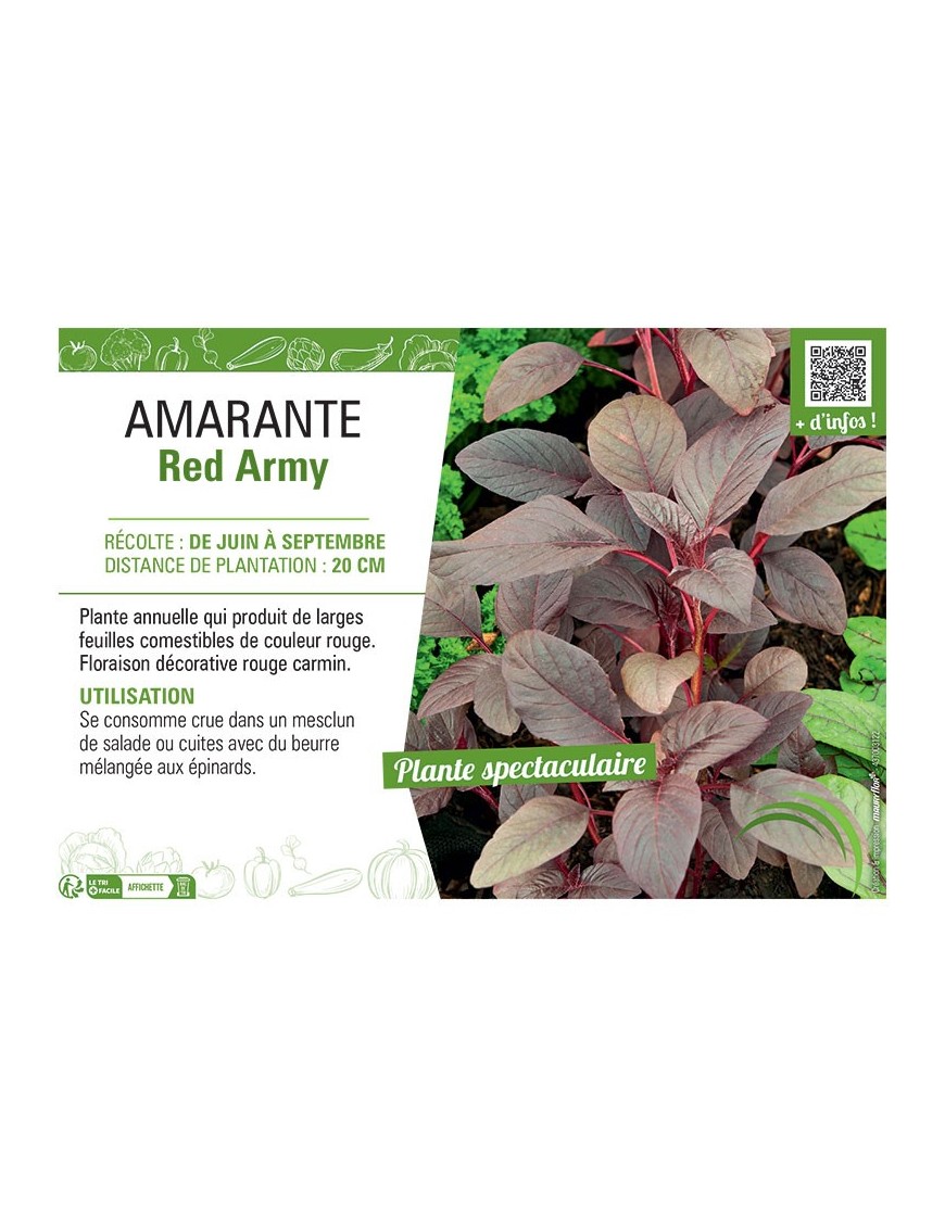 AMARANTE RED ARMY