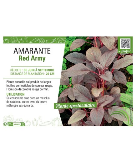 AMARANTE RED ARMY