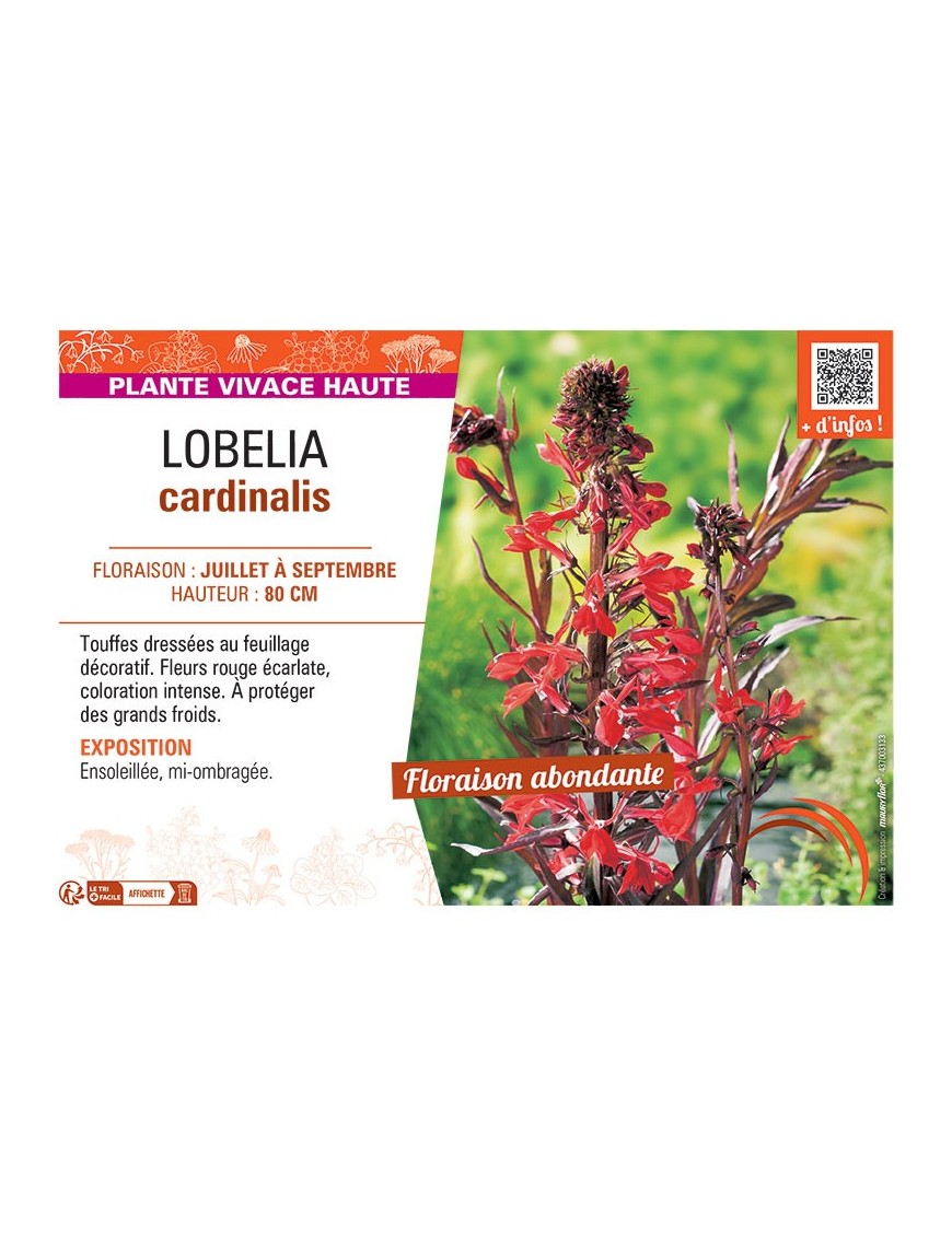 LOBELIA CARDINALIS ROUGE
