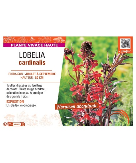 LOBELIA CARDINALIS ROUGE