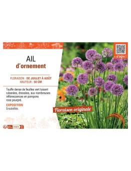 AIL D'ORNEMENT ROSE