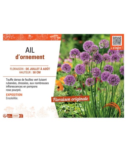 AIL D'ORNEMENT ROSE