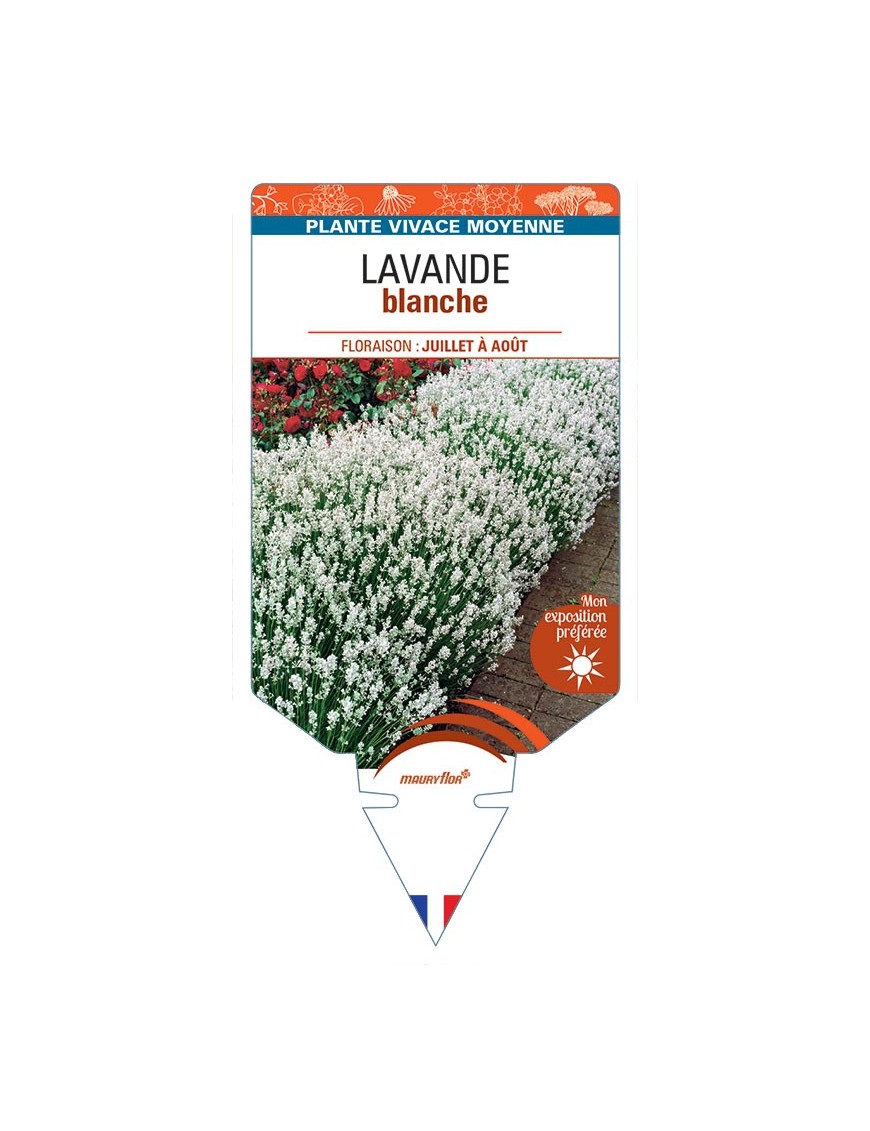 LAVANDULA ANGUSTIFOLIA voir Lavande (blanc)