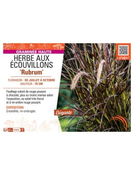 PENNISETUM RUBRUM