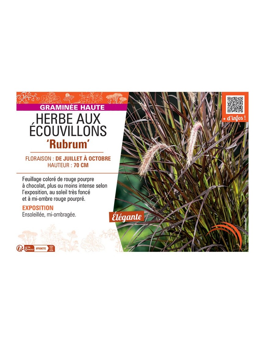 PENNISETUM RUBRUM