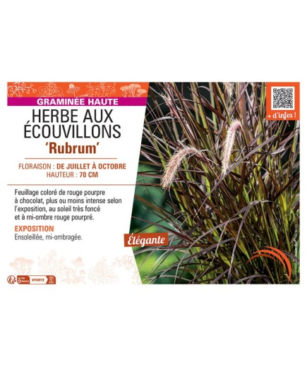 PENNISETUM RUBRUM