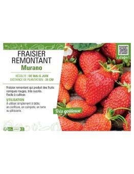 FRAISIER MURANO