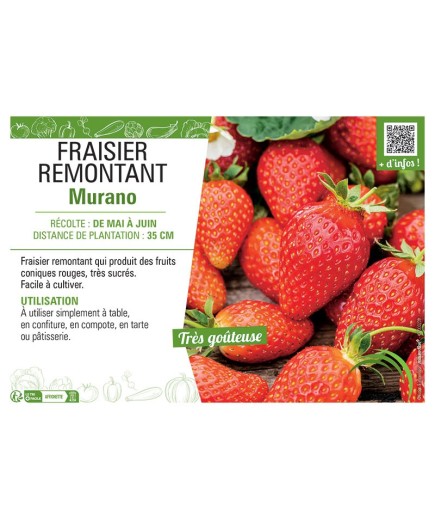FRAISIER MURANO