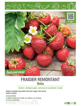 FRAISIER ANIA