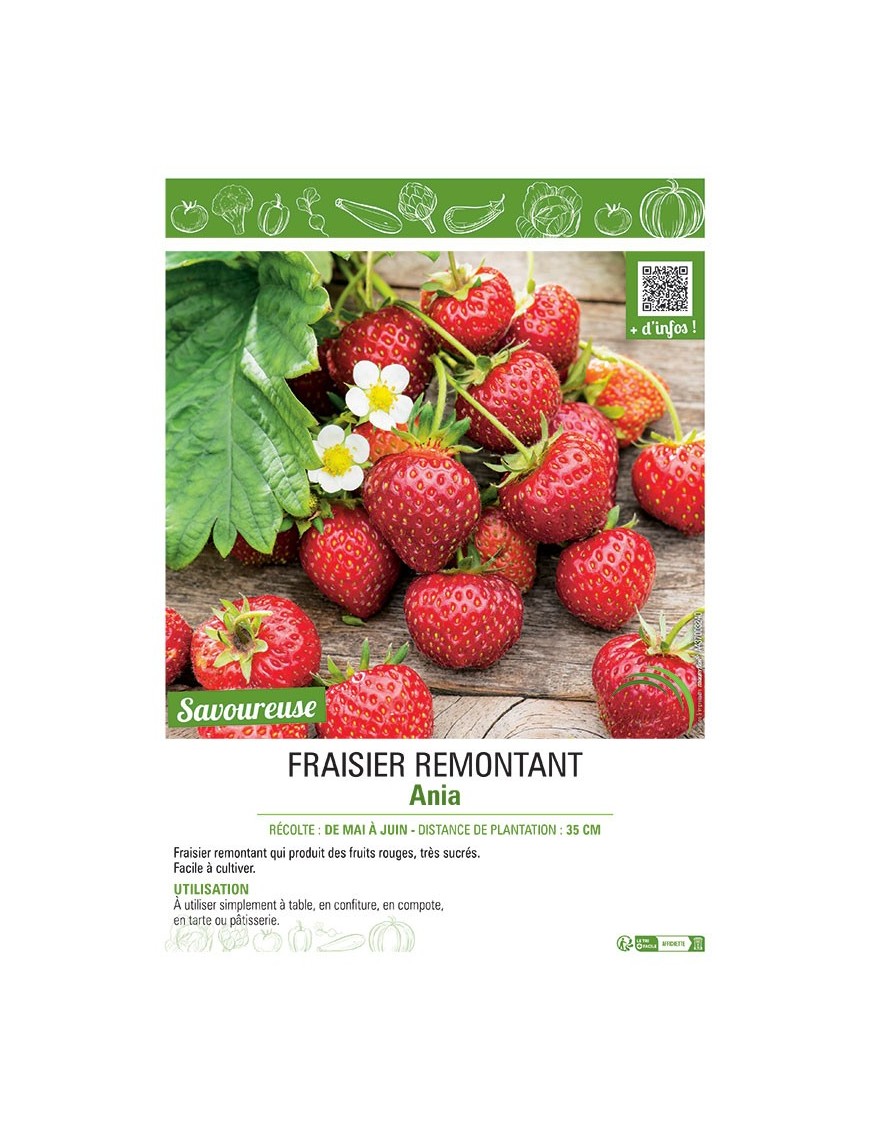 FRAISIER ANIA