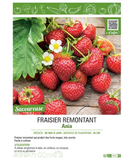 FRAISIER ANIA