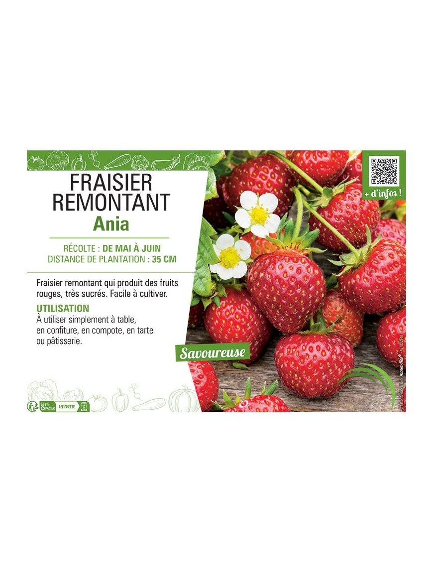 FRAISIER ANIA