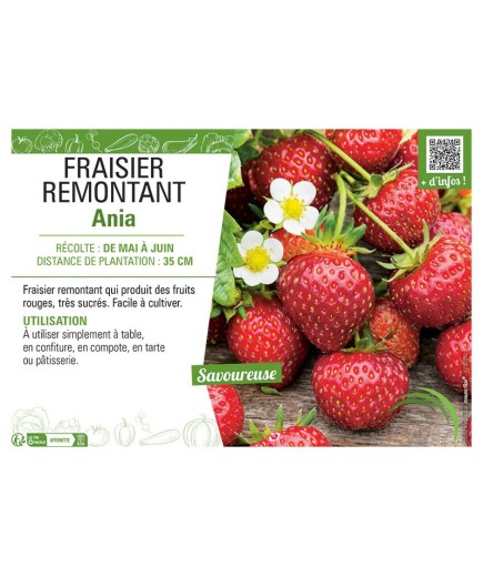 FRAISIER ANIA