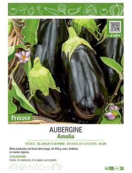 AUBERGINE AMALIA