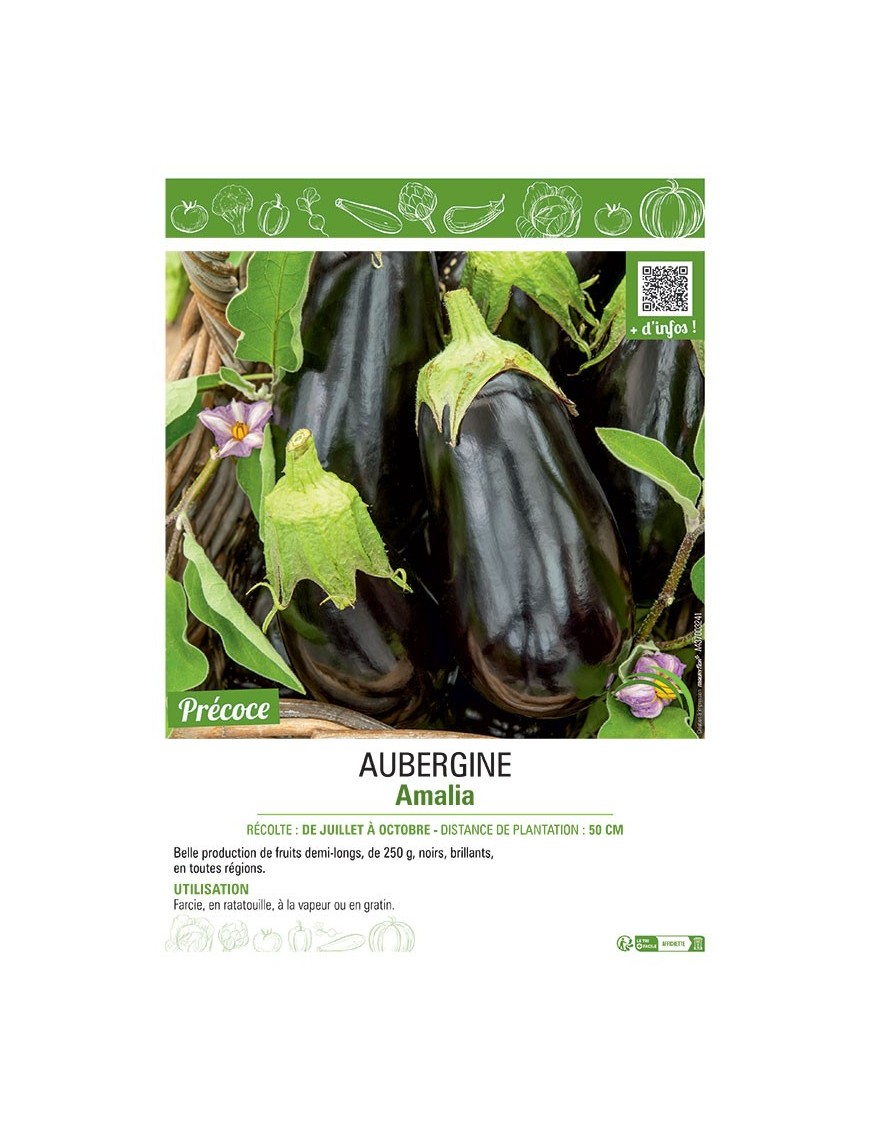 AUBERGINE AMALIA