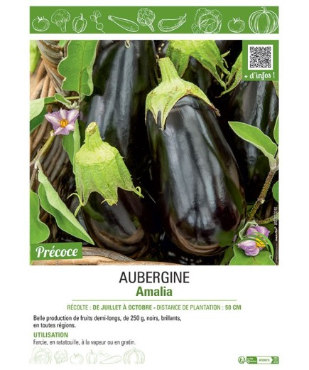 AUBERGINE AMALIA