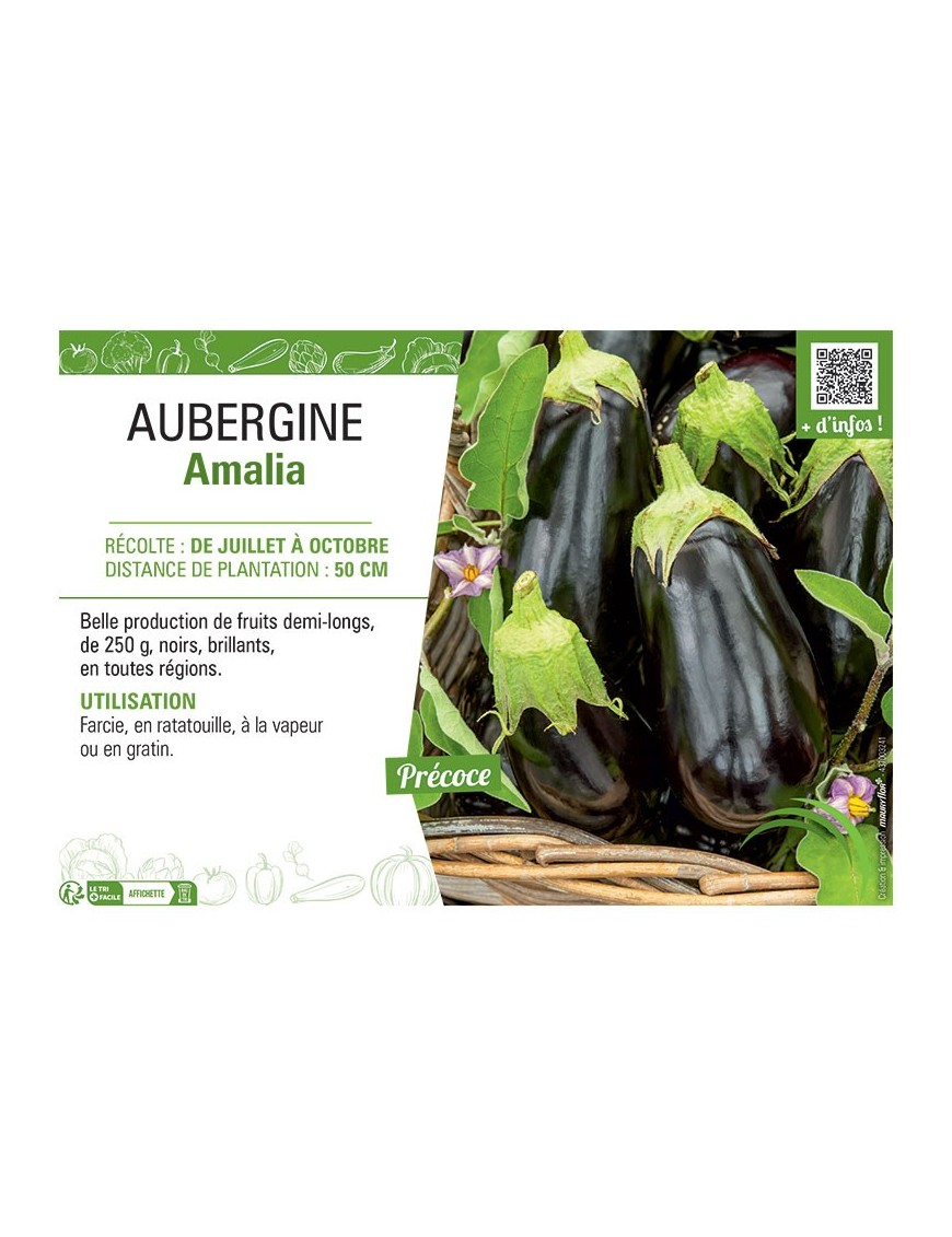 AUBERGINE AMALIA