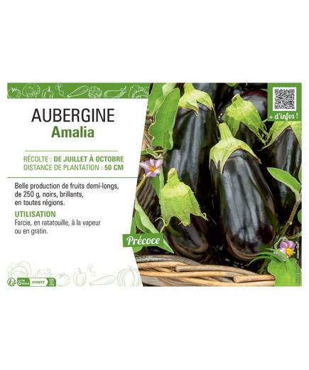 AUBERGINE AMALIA