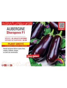 AUBERGINE SHARAPOVA F1 Plant greffé