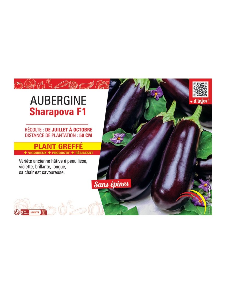 AUBERGINE SHARAPOVA F1 Plant greffé