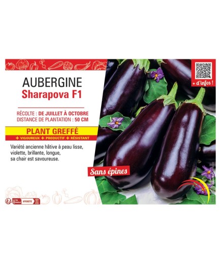 AUBERGINE SHARAPOVA F1 Plant greffé