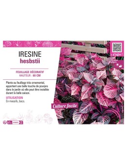 IRESINE