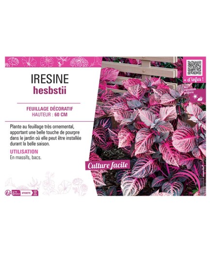 IRESINE