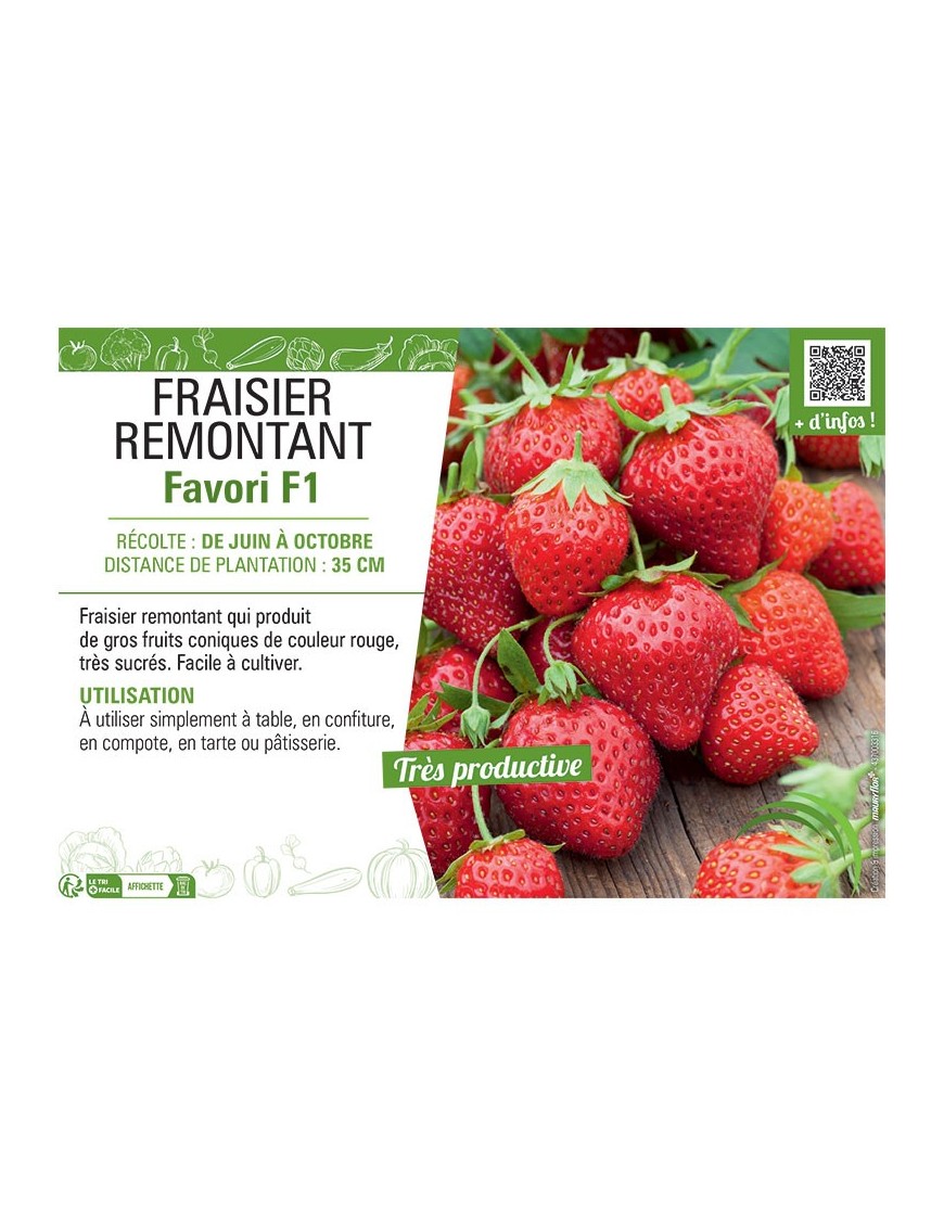 FRAISIER FAVORI F1