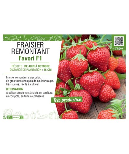 FRAISIER FAVORI F1