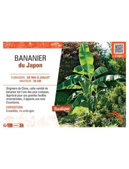 BANANIER DU JAPON